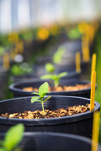 Cannabis seedlings in the greenhouse that gets uncovered during the day. 