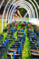 Farmer watering his cananbis seedlings during the spring.
