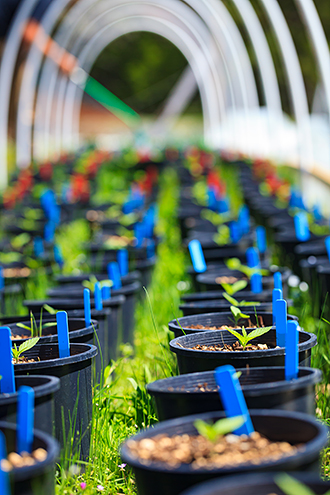 Cannabis seedlings in the greenhouse that gets uncovered during the day. 