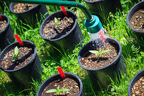 Cannabis seedlings getting watered. 