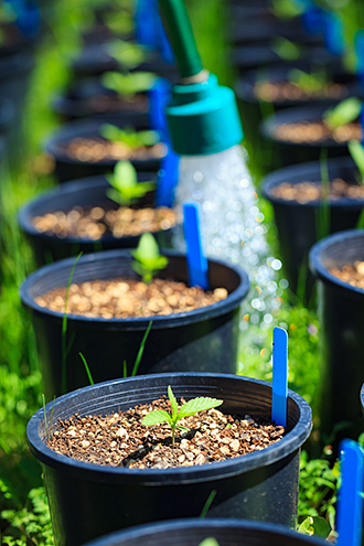 Cannabis seedlings getting watered. 