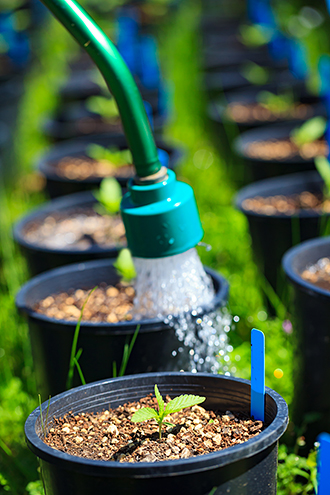 Cannabis seedlings getting watered. 