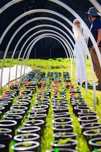 Swami Chaitanya only grows organic outdoor cannabis. 