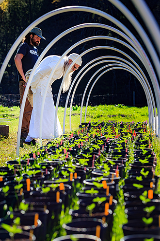 Swami Chaitanya only grows organic outdoor cannabis. 