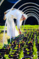 Cannabis grower Swami Chaitanya looks over hundreds of cannabis seedling pots.