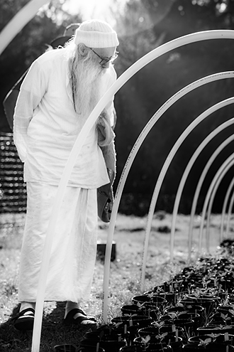 Swami Chaitanya only grows organic outdoor cannabis. 