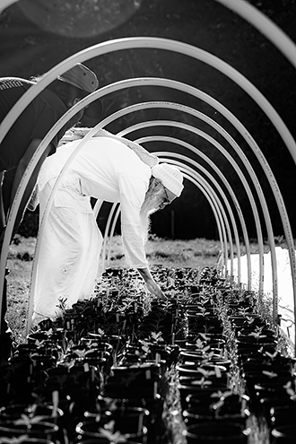 Swami Chaitanya only grows organic outdoor cannabis. 