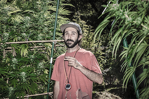 Veteran cannabis grower enjoys the fruits of his labor. 