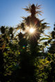 Cannabis garden in the summer sun.