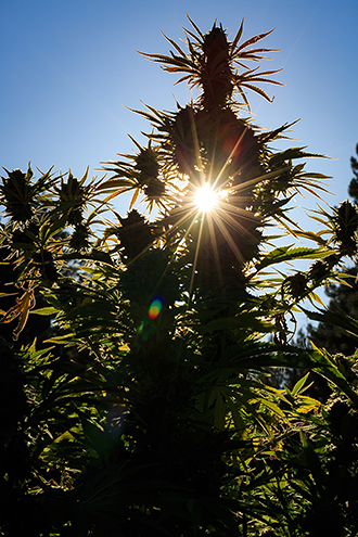 Sunlit cannabis colas almost ready for harvest. 