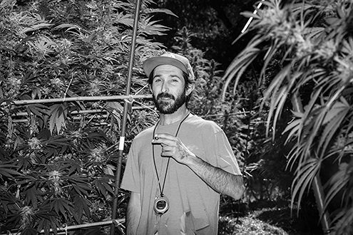 Veteran cannabis grower enjoys the fruits of his labor. 