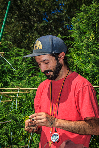 Cannabis farmer inspects his soil while enjoying a joint. 