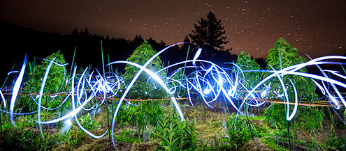 Cannabis garden at night lit up by the white and blue streaks from the farmers’ headlamps. 