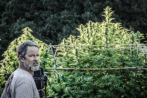 Greg Weeks photographs the cannabis plants at sunset. 