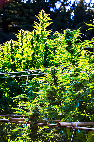Sunlit cannabis colas almost ready for harvest. 