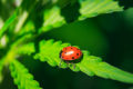 Ladybug on cannabis leaf.