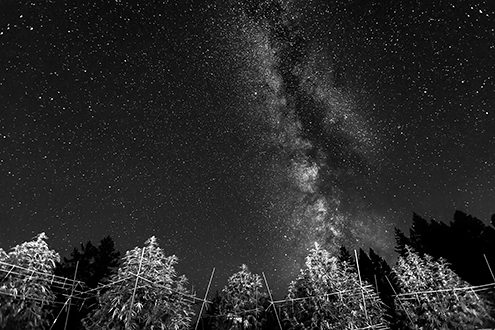 Cannabis garden at night under the stars and positioned beneath the Milky Way Galaxy. 