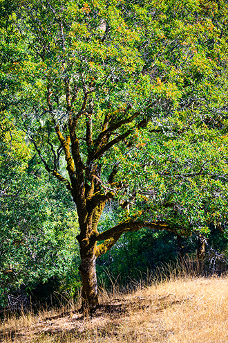 Mendocino black oak tree. 