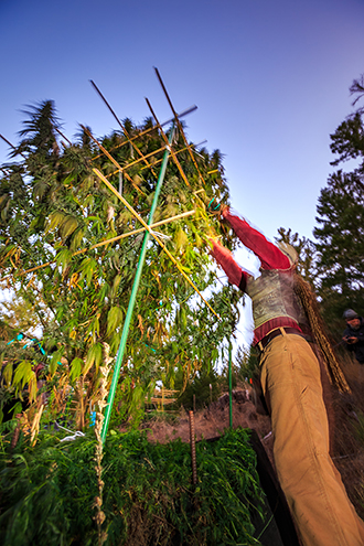 Cannabis plants being harvested before sunrise. 