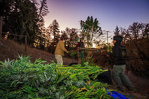 Cannabis plants being harvested before sunrise. 