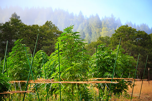 Cannabis garden growing in the summer sun. 