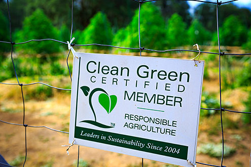 Clean Green Certified Member sign on cannabis garden fence. 