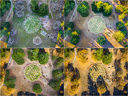 4 aerial photos looking directly down at the cannabis garden during 4 different seasons. 