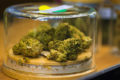 Small glass jars of cannabis buds.