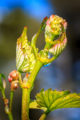 Close up photo of colorful green and red buds that will grow into clusters of Chardonnay grapes.