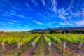 Summer afternoon in the vineyard with bright green leaves, deep blue sky, and scattered high clouds.