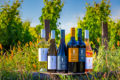 Product photo of Scheid wine bottles in their vineyard of origin for marketing.