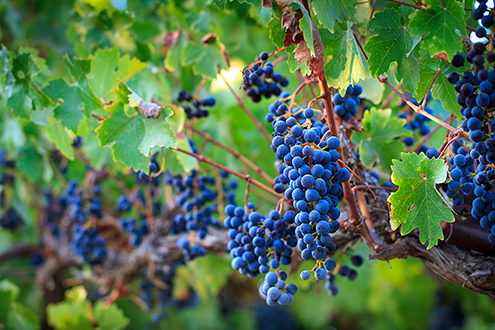 Ripe wine grapes ready to harvest. 