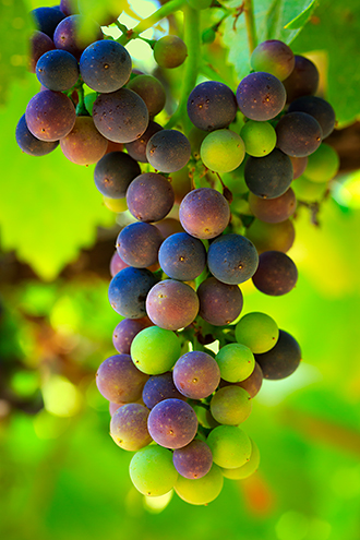 Pinot Noir grapes ripening during veraison. 