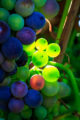 Wine grapes in their ripening stage.