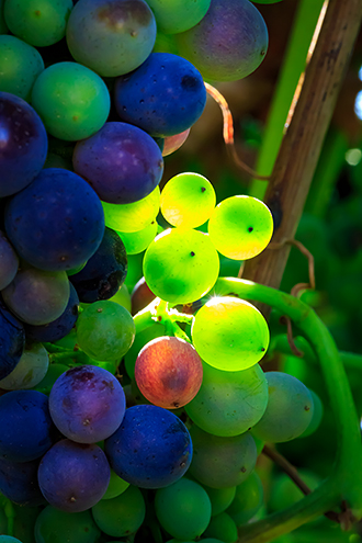 Pinot Noir grapes ripening during veraison. 
