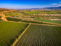 Aerial drone photo of a summer vineyard bordering the Salinas River.