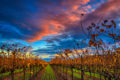 Colorful sunset over an autumn colored vineyard.