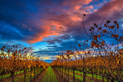 Autumn sunset over the Chardonnay vines of the Riverview Vineyard. 