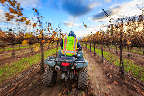Scheid vineyard worker races through the rows evaluating the state of the vines. 