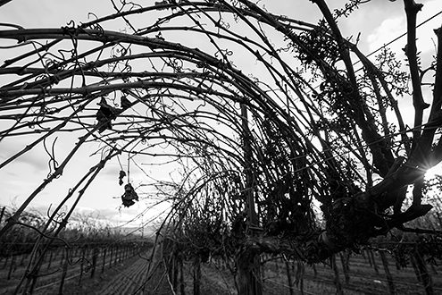 Bare wild grape vines arch over waiting to be pruned on a cold winter day. 