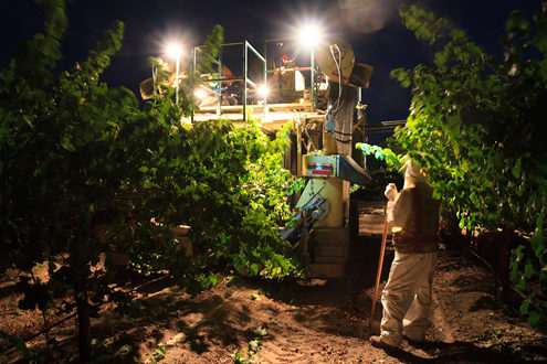 Harvesting wine grapes in the cool night air deep in the Salinas Valley 
