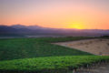 Green vineyard rows below an orange twilight sky.