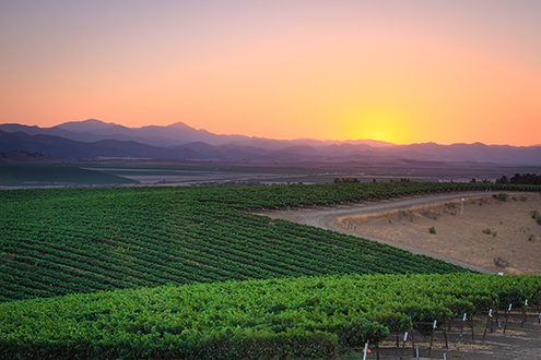 Summer sunset and twilight over Scheid’s San Lucas Vineyards 