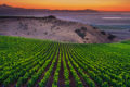 Green vineyard rows below an orange twilight sky.