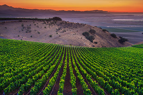 Summer sunset and twilight over Scheid’s San Lucas Vineyards 