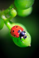 Ladybug on a young grape berry with the Scheid logo as one of its spots.