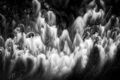 Abstract black and white photo looking directly down at white water rapids and they look like ghosts.