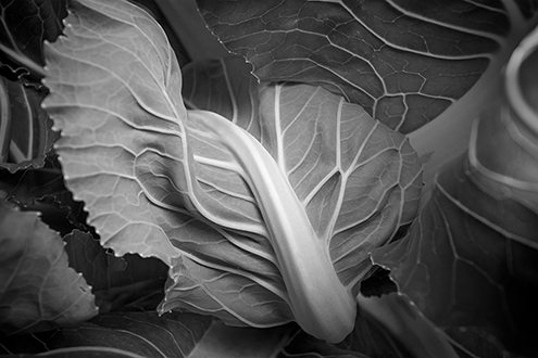 Close up photo of a cauliflower head wrapped in a leaf.