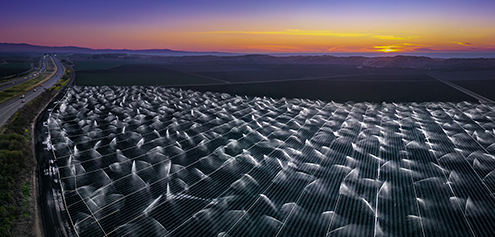 An artichoke farm between Highway 1 and the Monterey Bay. 