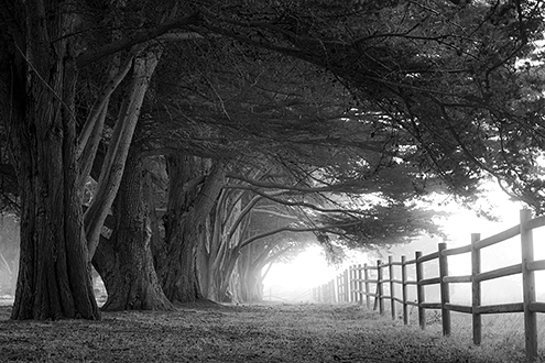 The trail through the Monterey Cypress trees ends with a broken fence blending out into a mystical light. 